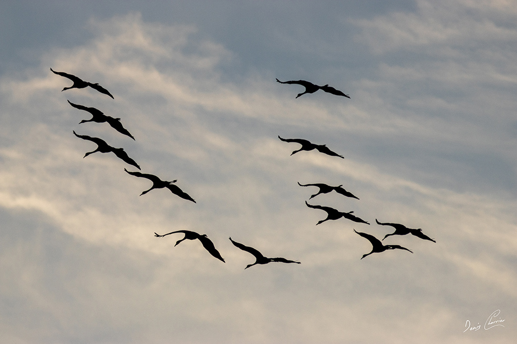 Vol de grues cendré